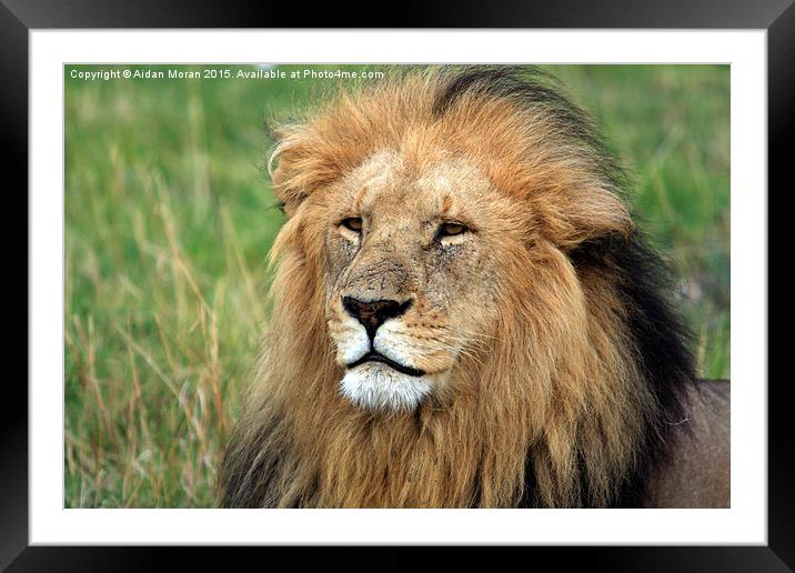  Masai Mara Lion Portrait Framed Mounted Print by Aidan Moran