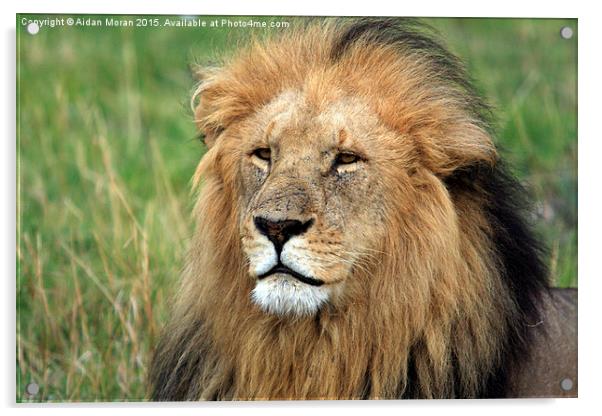  Masai Mara Lion Portrait Acrylic by Aidan Moran