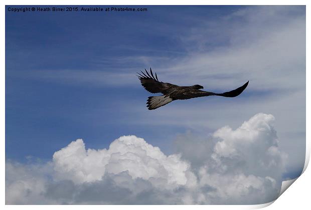  Flying Free as a Bird Print by Heath Birrer