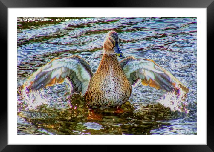 Lady Duck Framed Mounted Print by John Wain