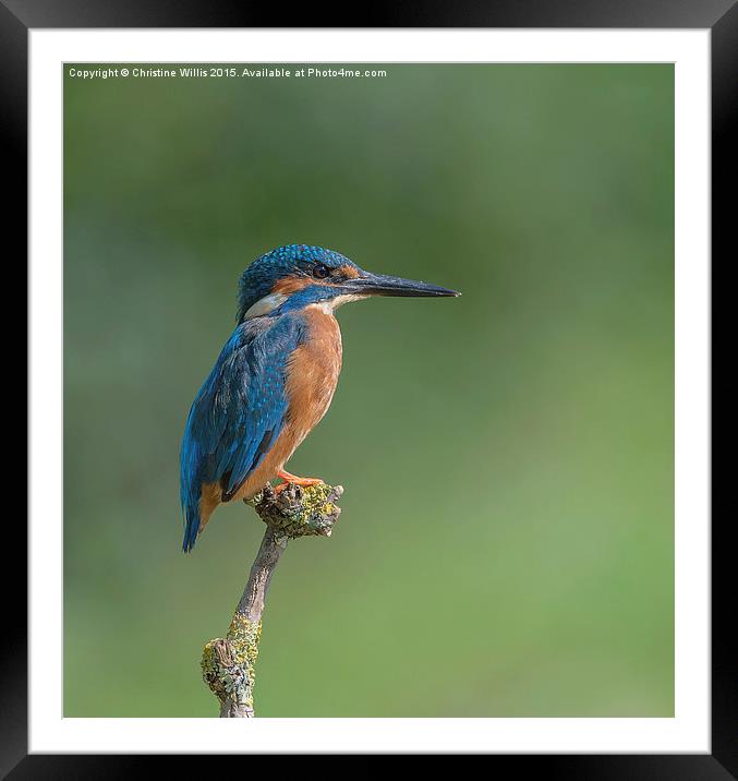 Kingfisher in Profile Framed Mounted Print by Christine Johnson