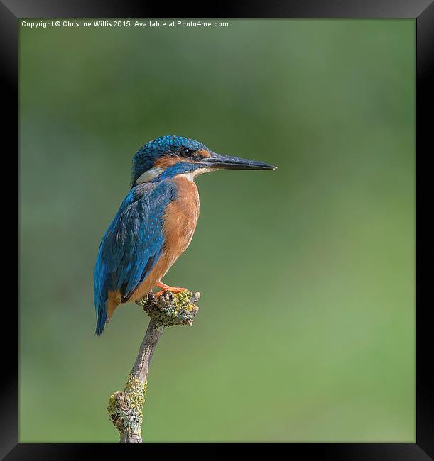 Kingfisher in Profile Framed Print by Christine Johnson
