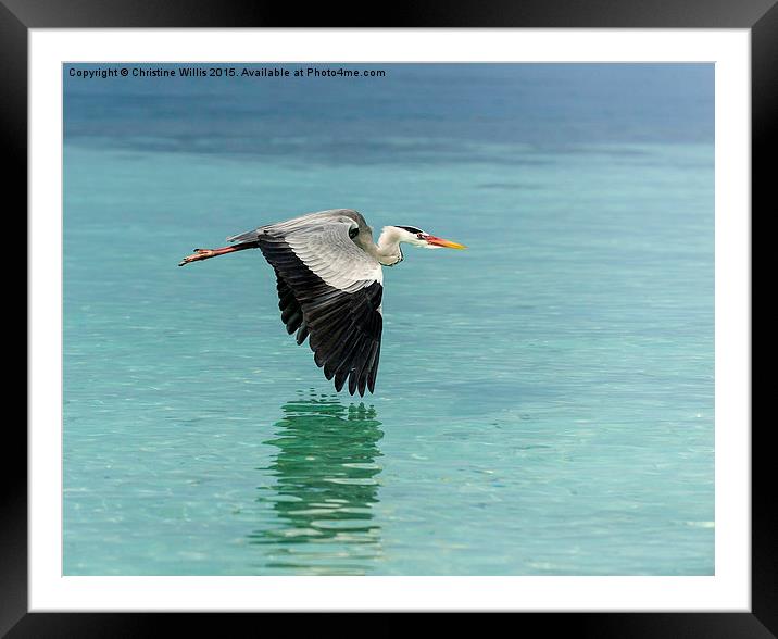 Flying Heron  Framed Mounted Print by Christine Johnson