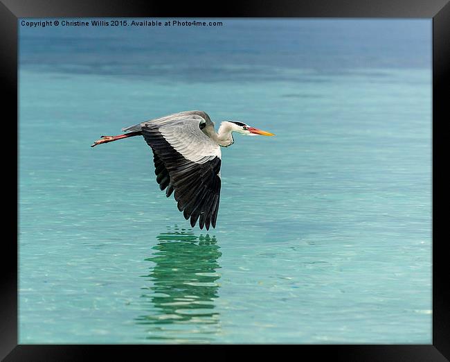 Flying Heron  Framed Print by Christine Johnson