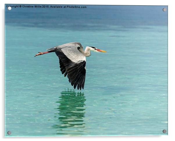 Flying Heron  Acrylic by Christine Johnson