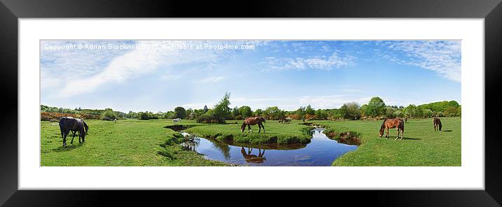 New Forest Horses Framed Mounted Print by Adrian Brockwell