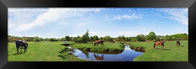 New Forest Horses Framed Print by Adrian Brockwell