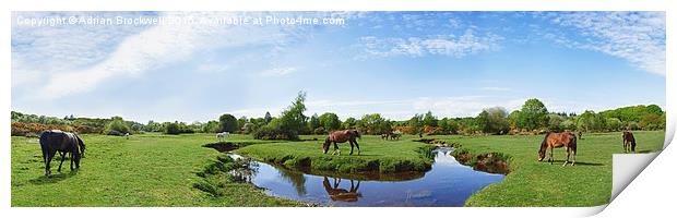 New Forest Horses Print by Adrian Brockwell