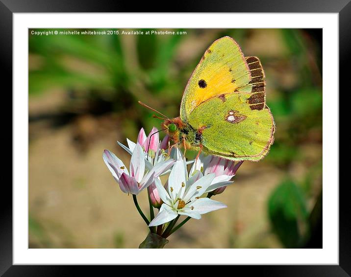 Butterfly in Greece Framed Mounted Print by michelle whitebrook