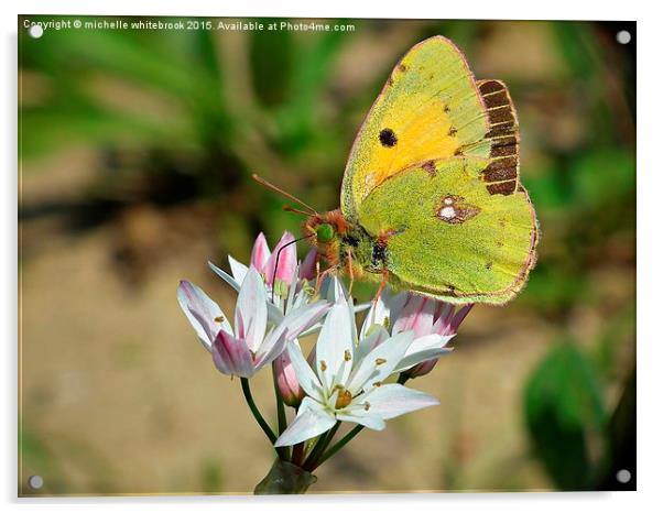 Butterfly in Greece Acrylic by michelle whitebrook