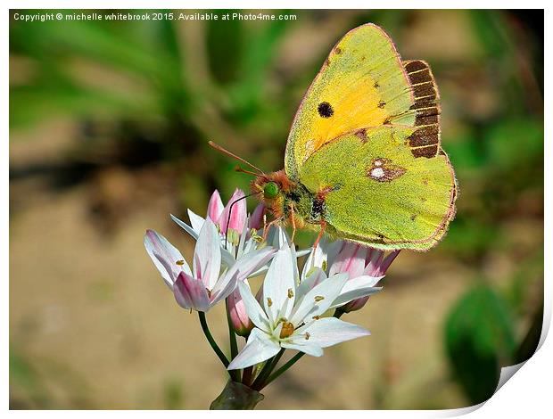 Butterfly in Greece Print by michelle whitebrook