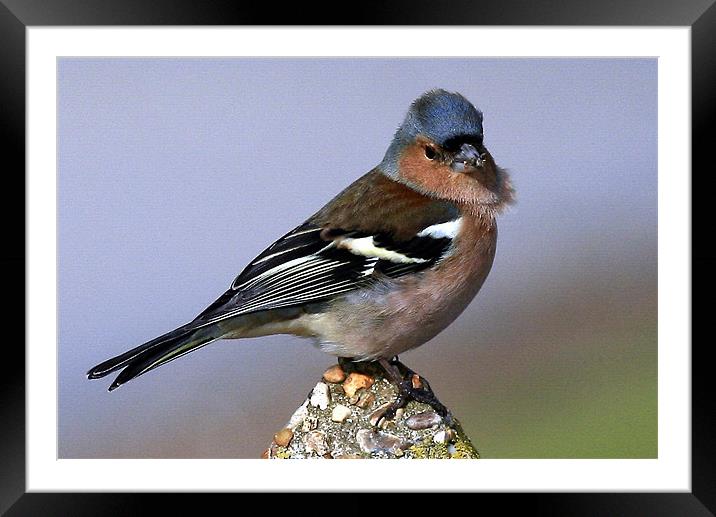 The Chaffinch Framed Mounted Print by Trevor White