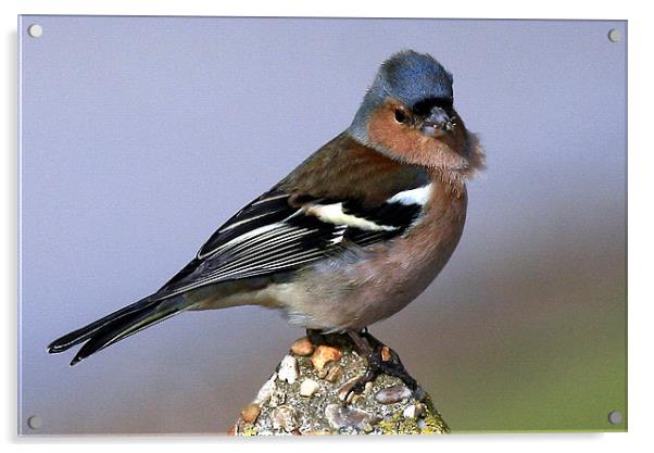The Chaffinch Acrylic by Trevor White