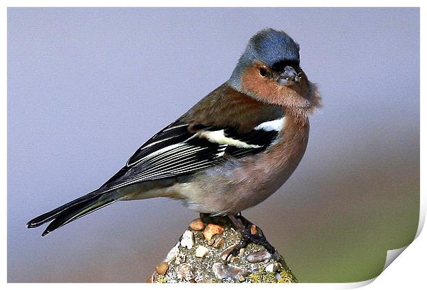 The Chaffinch Print by Trevor White