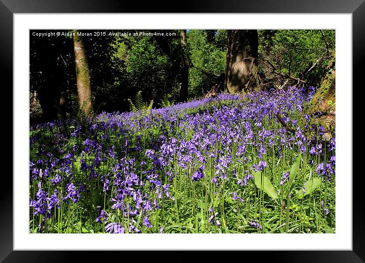  Forest Of Bluebells  Framed Mounted Print by Aidan Moran