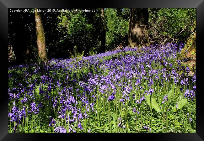  Forest Of Bluebells  Framed Print by Aidan Moran