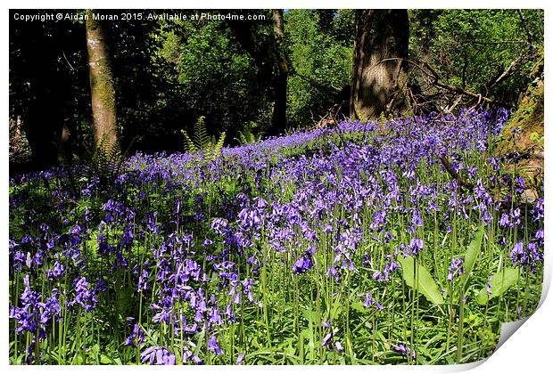  Forest Of Bluebells  Print by Aidan Moran