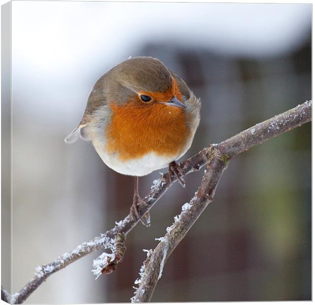 Robin redbreast on frosted branch Canvas Print by Douglas Kerr