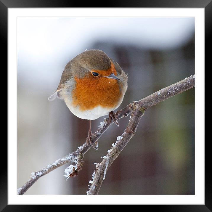 Robin redbreast on frosted branch Framed Mounted Print by Douglas Kerr