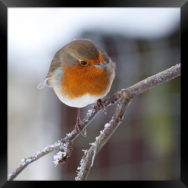 Robin redbreast on frosted branch Framed Print by Douglas Kerr