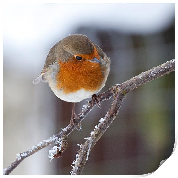 Robin redbreast on frosted branch Print by Douglas Kerr