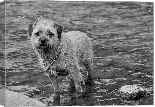  Border Terrier Black And White Print Wall Art Canvas Print by Tanya Hall