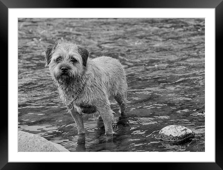  Border Terrier Black And White Print Wall Art Framed Mounted Print by Tanya Hall