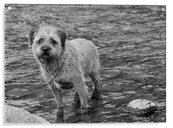  Border Terrier Black And White Print Wall Art Acrylic by Tanya Hall