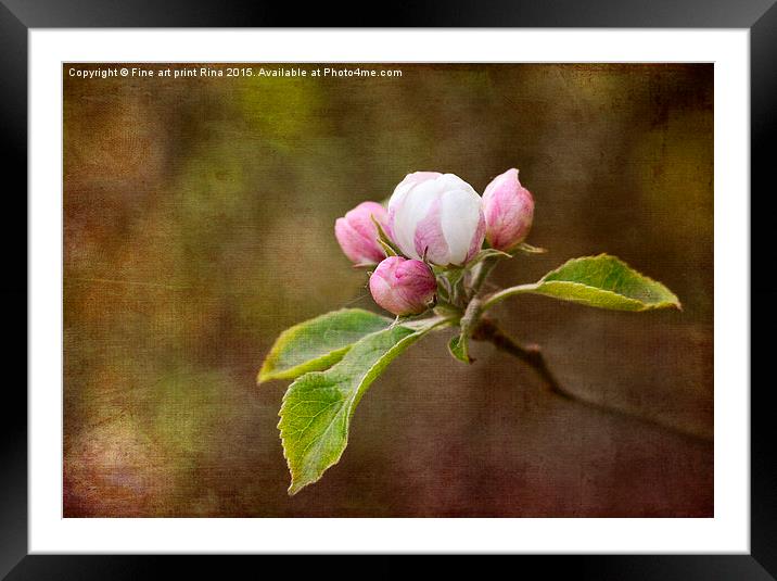  Spring blossom Framed Mounted Print by Fine art by Rina