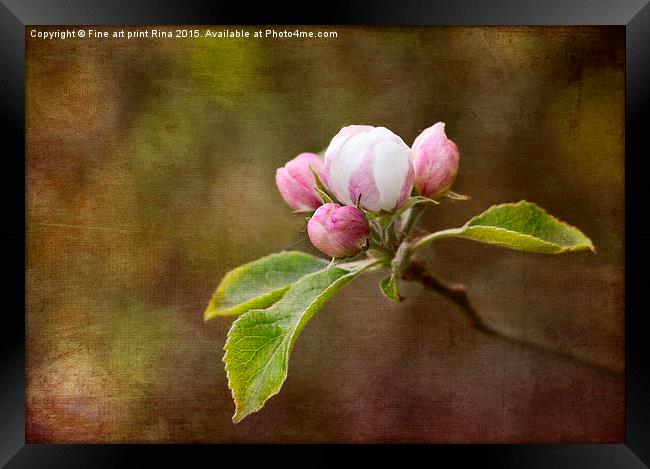  Spring blossom Framed Print by Fine art by Rina