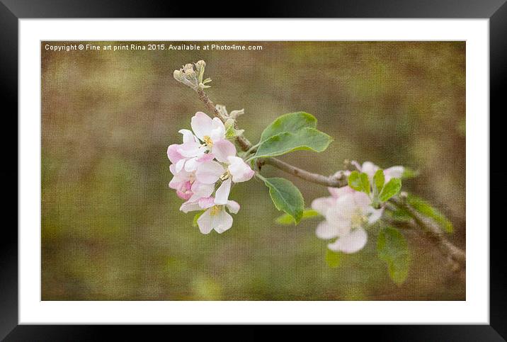  Spring Delight Framed Mounted Print by Fine art by Rina