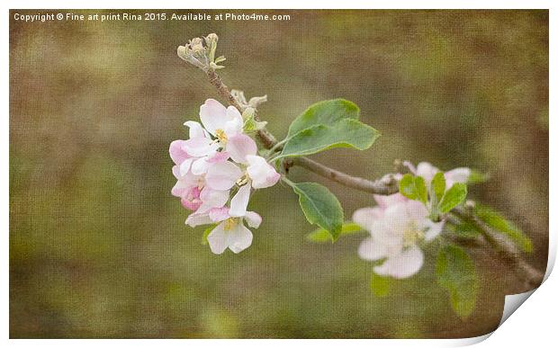  Spring Delight Print by Fine art by Rina