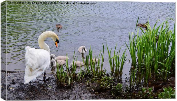  Swan and cygnets on Queens Park Canvas Print by Fine art by Rina