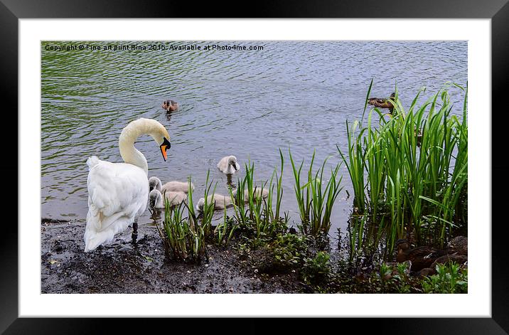 Swan and cygnets on Queens Park Framed Mounted Print by Fine art by Rina