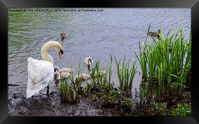  Swan and cygnets on Queens Park Framed Print by Fine art by Rina