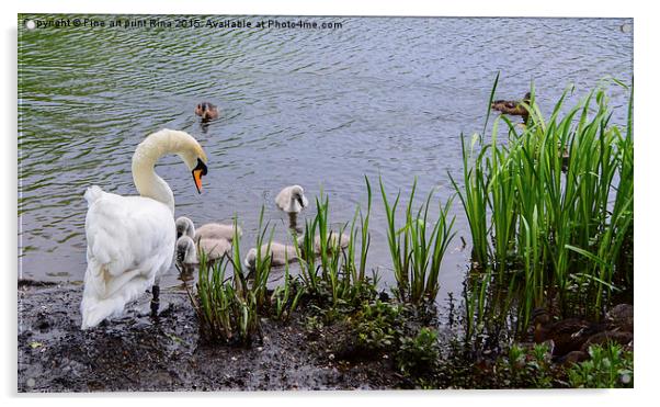  Swan and cygnets on Queens Park Acrylic by Fine art by Rina