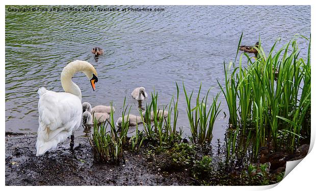  Swan and cygnets on Queens Park Print by Fine art by Rina