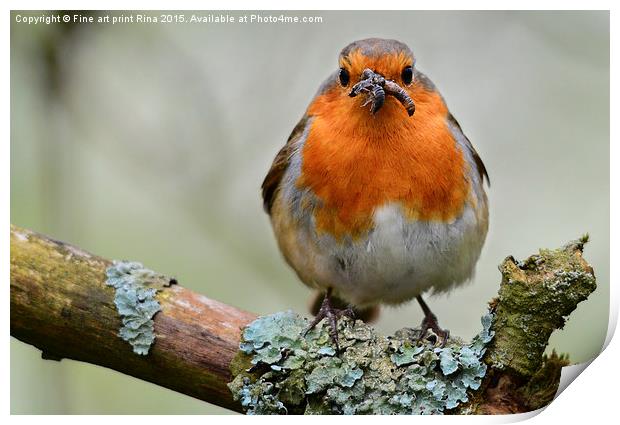  Chubby Robin Print by Fine art by Rina