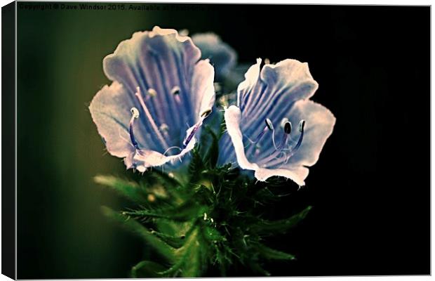  Blue Flowers Canvas Print by Dave Windsor