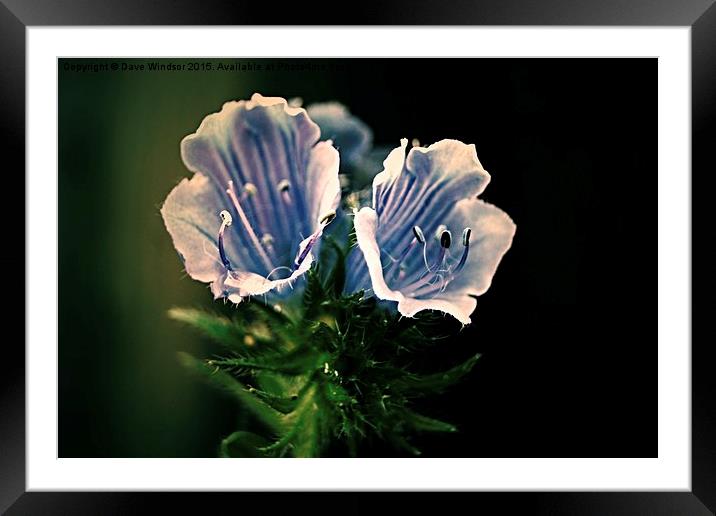  Blue Flowers Framed Mounted Print by Dave Windsor