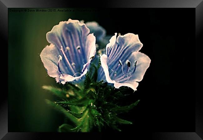  Blue Flowers Framed Print by Dave Windsor