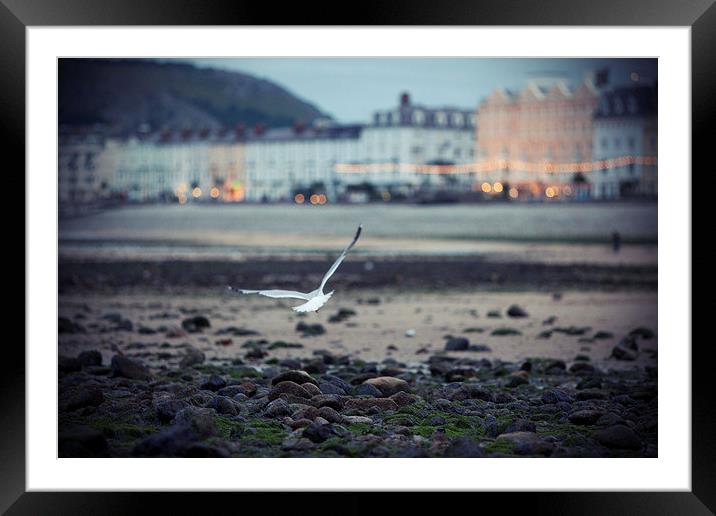  Seagull, Llandudno Beach, Wales Framed Mounted Print by Jennifer Mannion