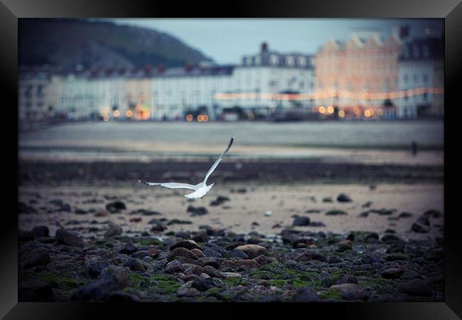  Seagull, Llandudno Beach, Wales Framed Print by Jennifer Mannion
