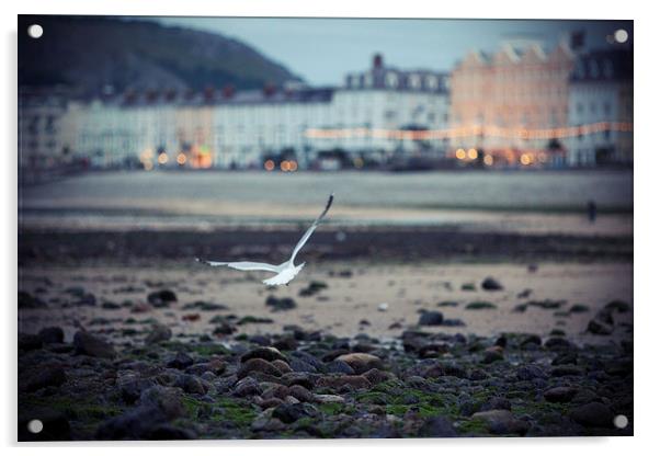  Seagull, Llandudno Beach, Wales Acrylic by Jennifer Mannion
