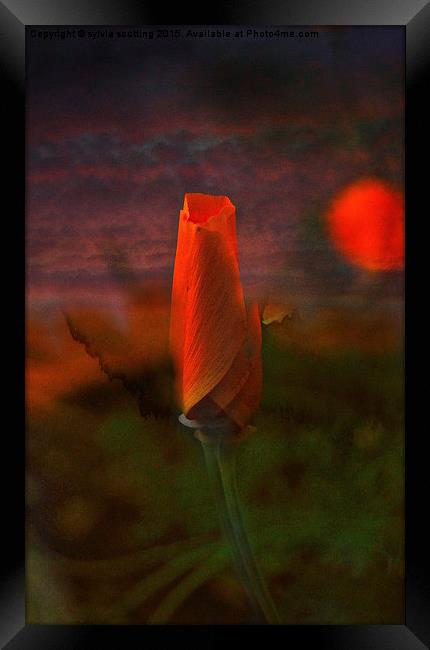  Poppy Bud Framed Print by sylvia scotting