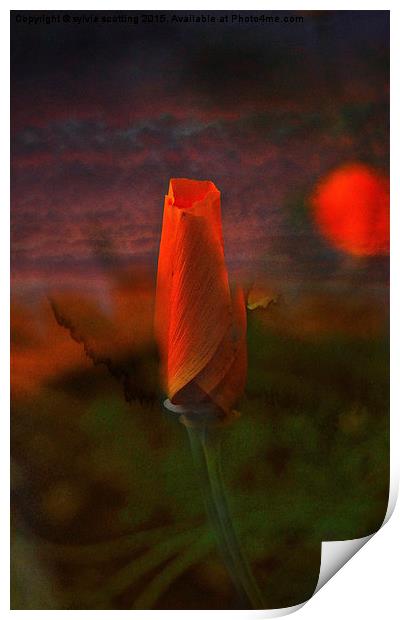  Poppy Bud Print by sylvia scotting