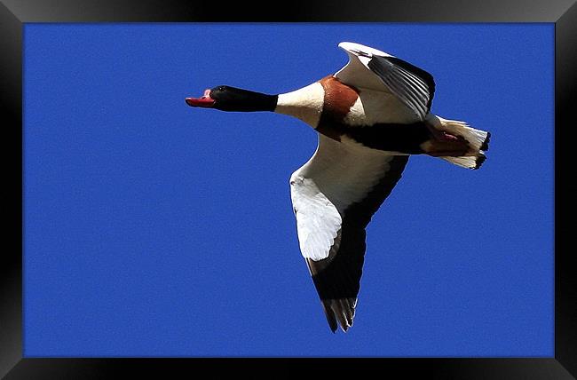 The Shelduck Framed Print by Trevor White