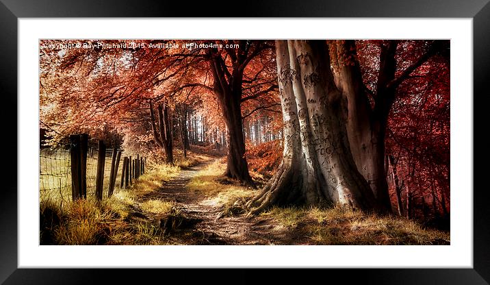Ousbrough Woods  Framed Mounted Print by Ray Pritchard