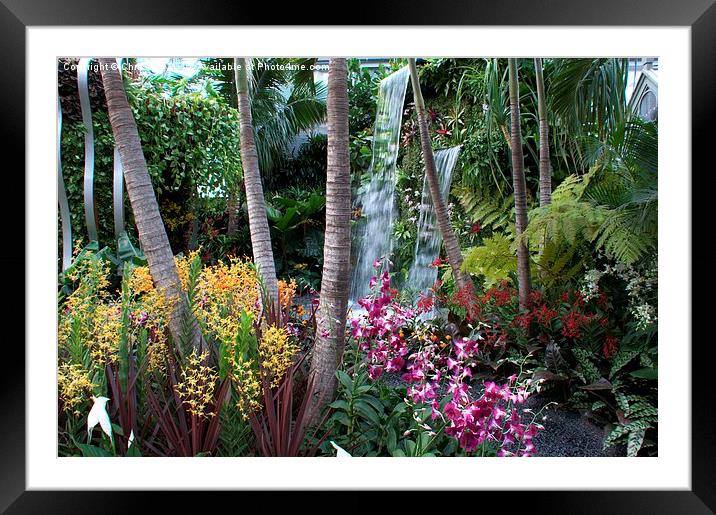 RHS Chelsea The Hidden Beauty of Kranji Framed Mounted Print by Chris Day