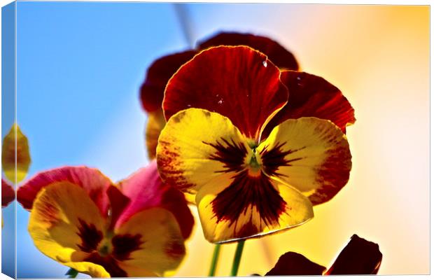  The Pansy Canvas Print by Irina Walker